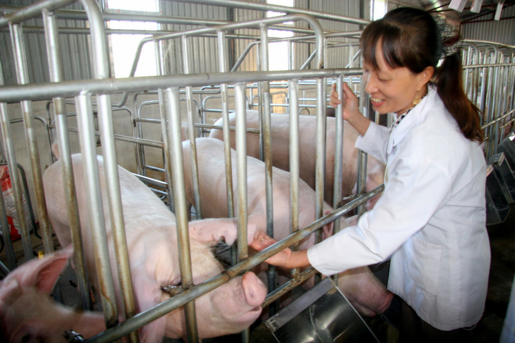 Bà Tô Thị Bắc – Giám đốc Hợp tác Minh Thuận (xã Phúc Than, huyện Than Uyên) chăm sóc đàn lợn.